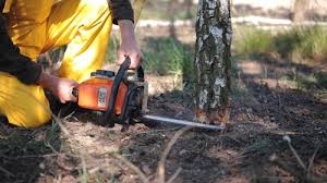 Lawn Watering Services in Baltimore, MD